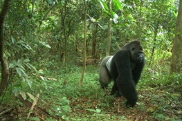 WANTED: World’s Rarest Gorilla Seeks Mate